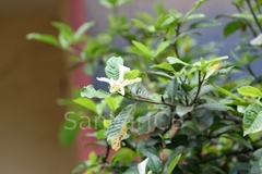 Gardenia jasminoides